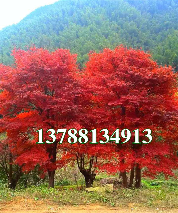 广西最大的红枫种植基地,广西红枫